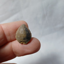 Charger l'image dans la galerie, Tubithyris wrighti
