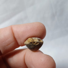 Charger l'image dans la galerie, Tubithyris wrighti
