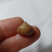 Charger l'image dans la galerie, Septaliphoria corallina
