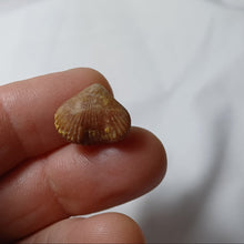 Charger l'image dans la galerie, Septaliphoria corallina
