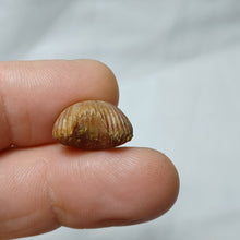 Charger l'image dans la galerie, Septaliphoria corallina
