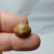 Charger l'image dans la galerie, Septaliphoria corallina
