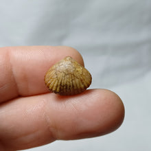 Charger l'image dans la galerie, Septaliphoria corallina
