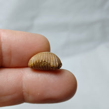 Charger l'image dans la galerie, Septaliphoria corallina
