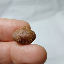 Charger l'image dans la galerie, Septaliphoria corallina
