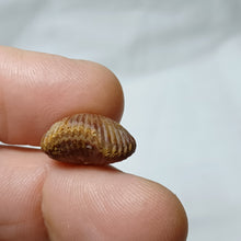 Charger l'image dans la galerie, Septaliphoria corallina
