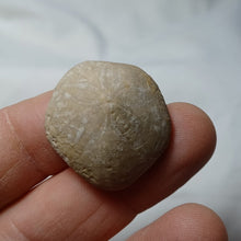 Load image into Gallery viewer, Kieripygurus jurensis
