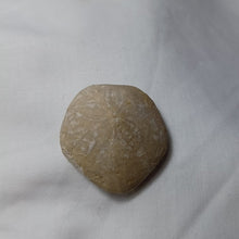 Load image into Gallery viewer, Kieripygurus jurensis
