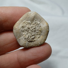 Load image into Gallery viewer, Kieripygurus jurensis
