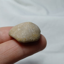 Load image into Gallery viewer, Kieripygurus jurensis
