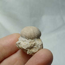 Charger l'image dans la galerie, Stomechinus bigranularis
