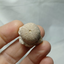 Charger l'image dans la galerie, Stomechinus bigranularis
