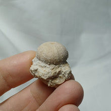 Charger l'image dans la galerie, Stomechinus bigranularis
