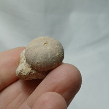 Charger l'image dans la galerie, Stomechinus bigranularis
