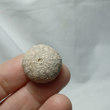 Charger l'image dans la galerie, Stomechinus bigranularis
