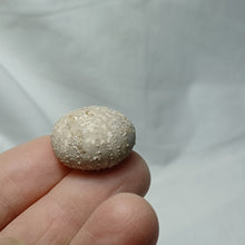 Charger l'image dans la galerie, Stomechinus bigranularis
