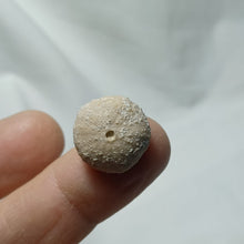 Charger l'image dans la galerie, Stomechinus bigranularis
