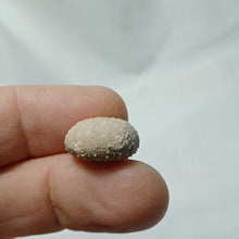 Charger l'image dans la galerie, Stomechinus bigranularis
