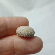 Charger l'image dans la galerie, Stomechinus bigranularis
