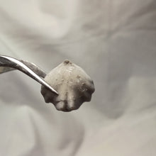 Charger l'image dans la galerie, Homoeorhynchia cynocephala
