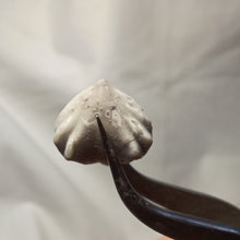 Charger l'image dans la galerie, Homoeorhynchia cynocephala
