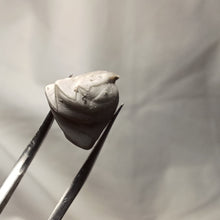 Charger l'image dans la galerie, Homoeorhynchia cynocephala
