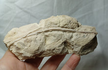 Charger l'image dans la galerie, Balanocrinus maritimus
