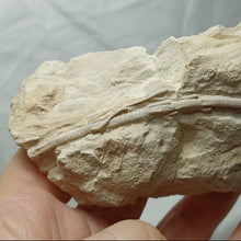 Charger l'image dans la galerie, Balanocrinus maritimus
