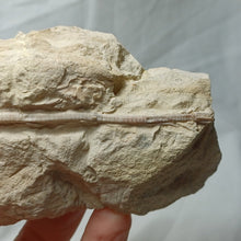 Charger l'image dans la galerie, Balanocrinus maritimus
