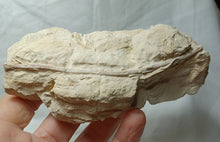 Charger l'image dans la galerie, Balanocrinus maritimus
