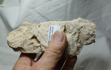 Charger l'image dans la galerie, Balanocrinus maritimus
