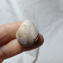 Charger l'image dans la galerie, Xestosina suprajurensis
