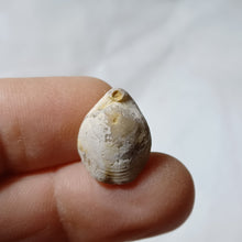 Charger l'image dans la galerie, Postepithyris minor
