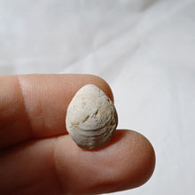 Charger l'image dans la galerie, Postepithyris minor
