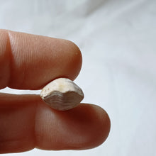 Charger l'image dans la galerie, Postepithyris minor
