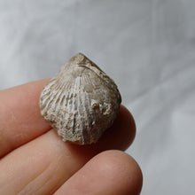 Charger l'image dans la galerie, Somalirhynchia moeschi
