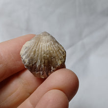 Charger l'image dans la galerie, Somalirhynchia moeschi
