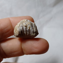 Charger l'image dans la galerie, Somalirhynchia moeschi
