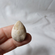 Charger l'image dans la galerie, Dorsoplicathyris subinsignis
