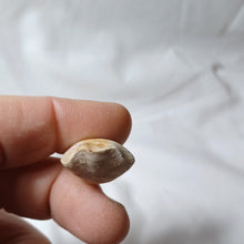 Charger l'image dans la galerie, Dorsoplicathyris subinsignis
