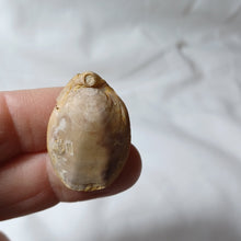 Charger l'image dans la galerie, Dorsoplicathyris subinsignis
