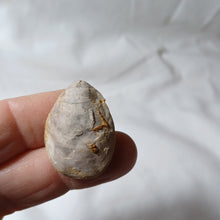 Charger l'image dans la galerie, Dorsoplicathyris subinsignis
