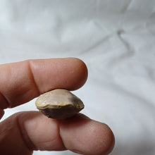 Charger l'image dans la galerie, Dorsoplicathyris subinsignis
