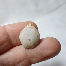 Charger l'image dans la galerie, Juralina subformosa
