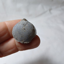 Charger l'image dans la galerie, Lobothyris haresfieldensis
