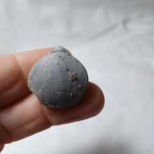 Charger l'image dans la galerie, Lobothyris haresfieldensis
