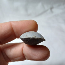 Charger l'image dans la galerie, Lobothyris haresfieldensis
