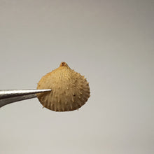 Charger l'image dans la galerie, Acanthothyris paucispina
