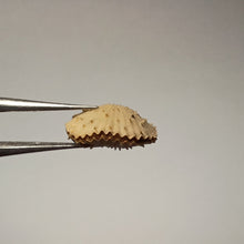 Charger l'image dans la galerie, Acanthothyris paucispina
