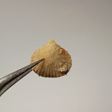 Charger l'image dans la galerie, Acanthothyris paucispina
